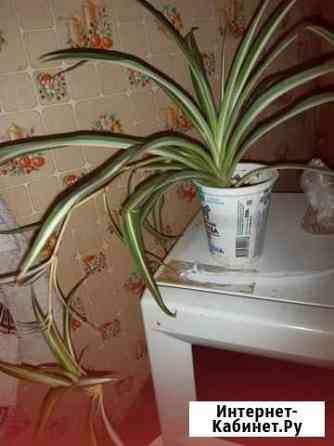 Разные комнатные Астрахань