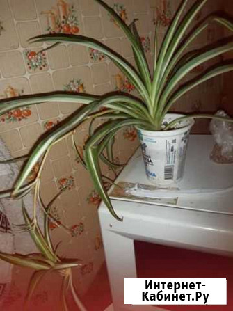 Разные комнатные Астрахань - изображение 1