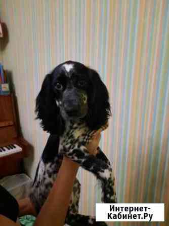 Русский спаниель Новосибирск