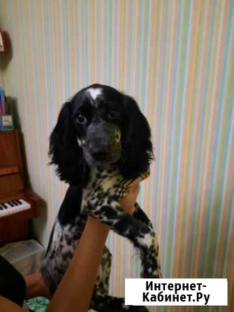 Русский спаниель Новосибирск - изображение 1