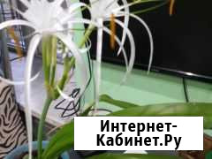 Цветы комнатные Таганрог - изображение 1