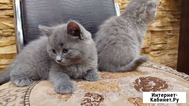Кошки шотландцы Ижевск - изображение 1