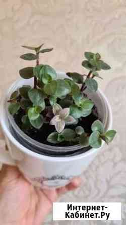 Каллизия Барнаул