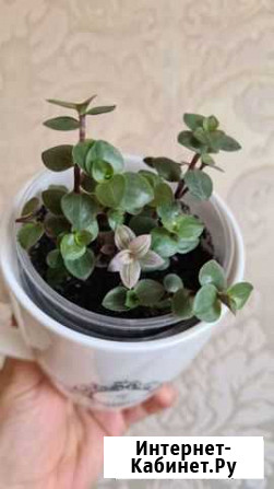 Каллизия Барнаул - изображение 1