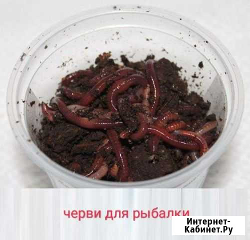 Черви для рыбалки Геленджик - изображение 1