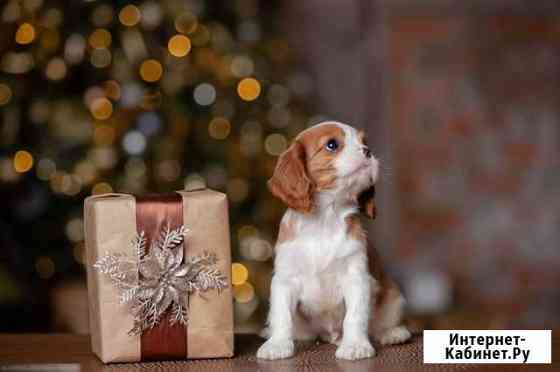 Кавалер Кинг Чарльз спаниель Москва