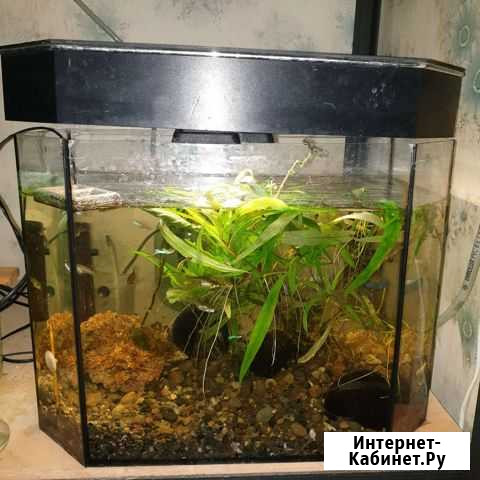 Аквариум Казань - изображение 1