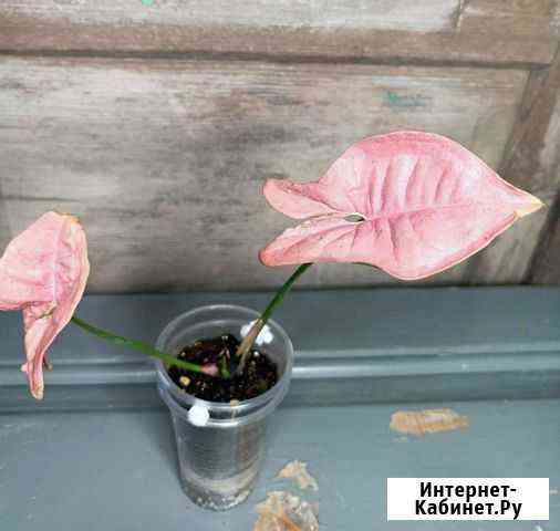 Singonium Pink Neon Ейск