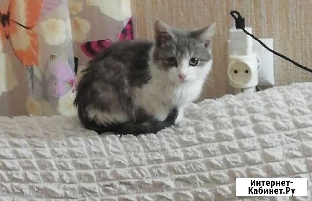 Котенок в добрые руки Елабуга - изображение 1