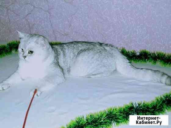 Серебристая шиншилла. Вязка Краснодар