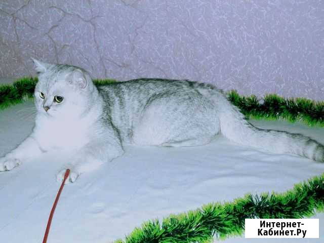 Серебристая шиншилла. Вязка Краснодар - изображение 1