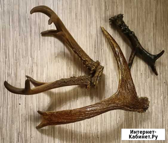 Рога оленя и лося Миасс - изображение 1