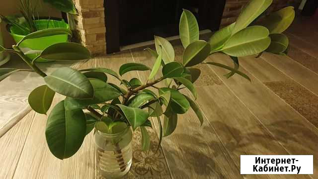 Цветы комнатные Белорецк - изображение 1
