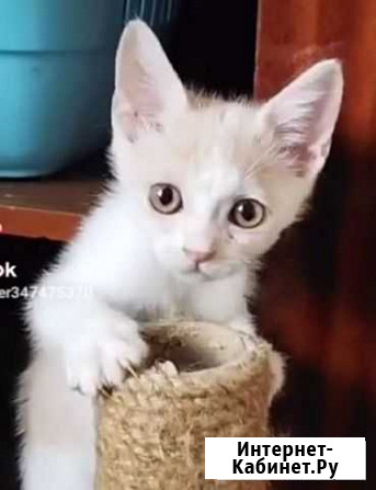 Мальчик Чипсик Майкоп - изображение 1