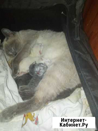 Котята от сиамской кошки Томск - изображение 1