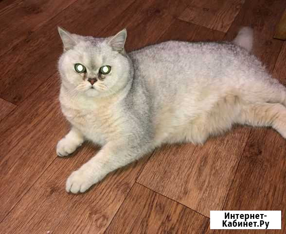 Британская Домодедово - изображение 1