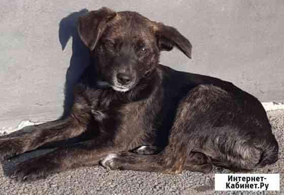 Щенок в добрые руки Краснодар