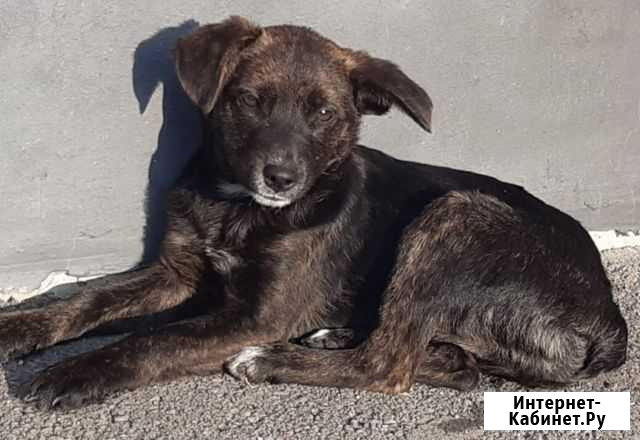 Щенок в добрые руки Краснодар - изображение 1