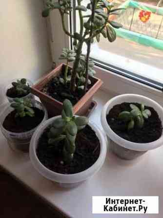 Толстянка Саратов