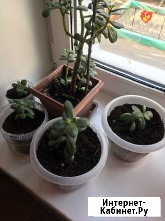 Толстянка Саратов - изображение 1