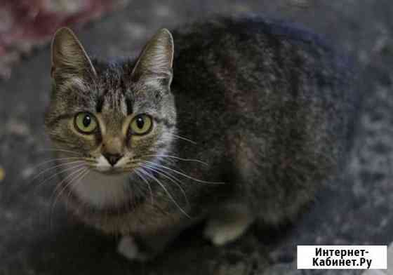 Зося ищет передержку или дом Екатеринбург