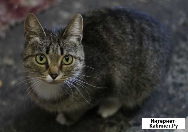 Зося ищет передержку или дом Екатеринбург - изображение 1