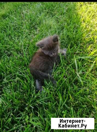 Кошка Кормиловка - изображение 1