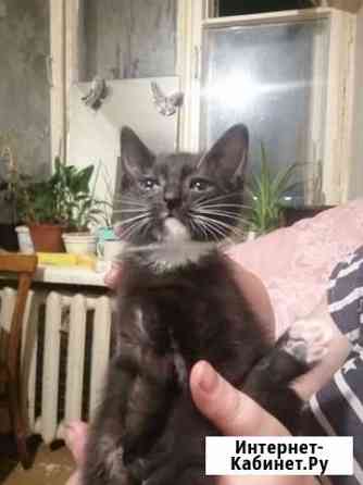 Котик В добрые руки Михайловка