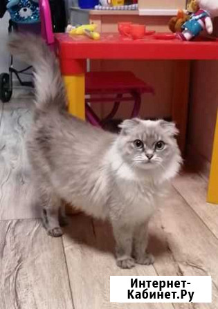 Котята Нягань - изображение 1