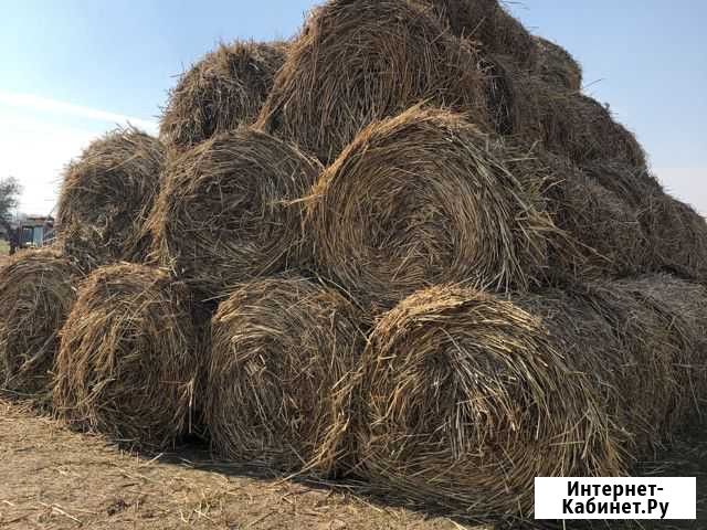 Сено в рулонах Ольгинская - изображение 1
