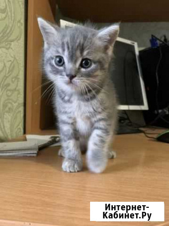 Шотландские котята Смоленск - изображение 1