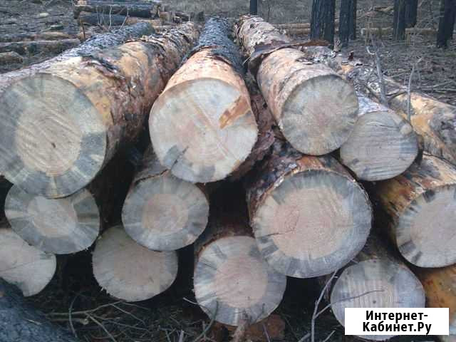 Кругляк сухостой Звенигово - изображение 1