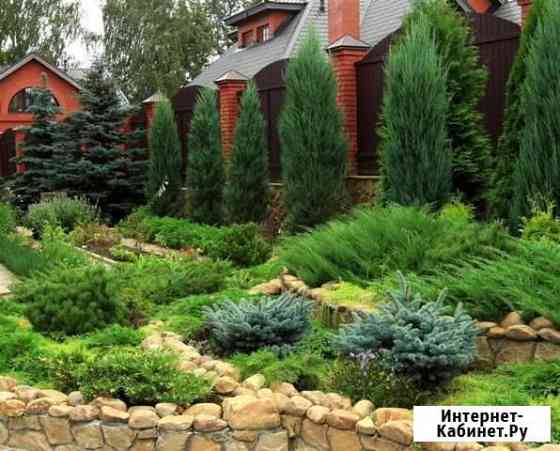 Продажа Хвойных растений Симферополь/Крым Симферополь