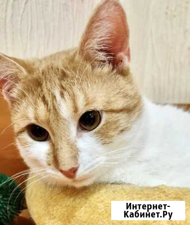 Котик Рязань - изображение 1