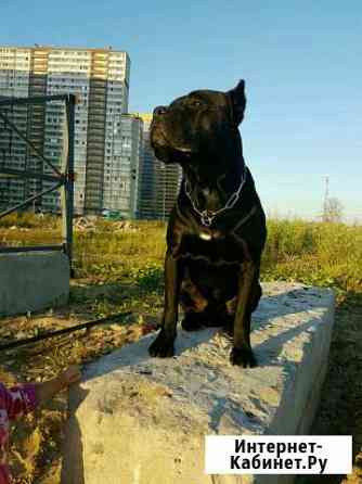 Кобель Кане Корсо, Canecorso italiano, вязка Мурино