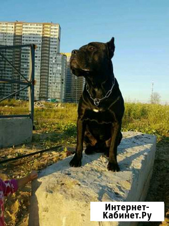 Кобель Кане Корсо, Canecorso italiano, вязка Мурино - изображение 1