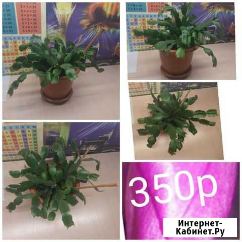 Декабрист Благовещенск - изображение 1