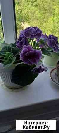 Комнатные цветы Волгоград