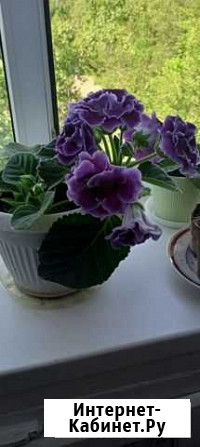 Комнатные цветы Волгоград - изображение 1