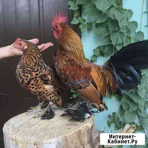 Карликовые куры Чехов