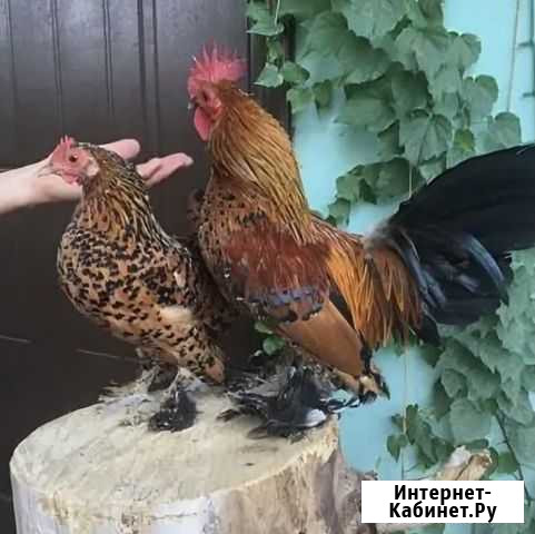 Карликовые куры Чехов - изображение 1