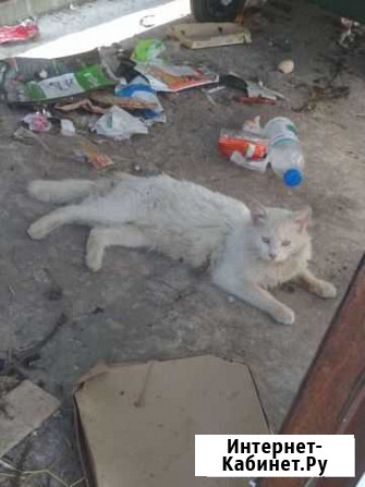 Рыжий, белый, серый, серая вислоухая коты и кошка Ростов-на-Дону - изображение 1