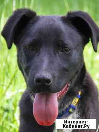 Отдается собачка Краснодар