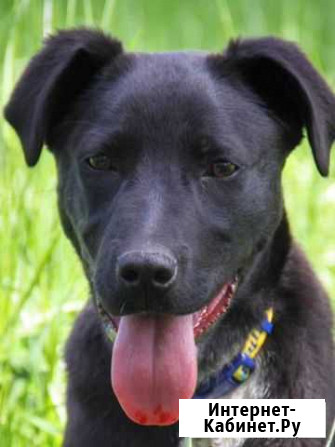 Отдается собачка Краснодар - изображение 1