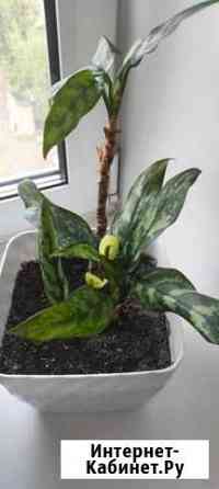 Диффенбахия Красноярск
