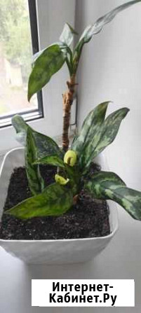 Диффенбахия Красноярск - изображение 1