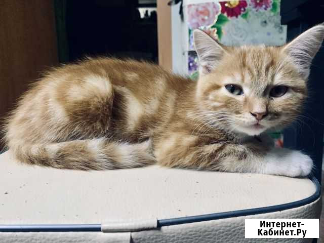 Котята Благовещенск - изображение 1