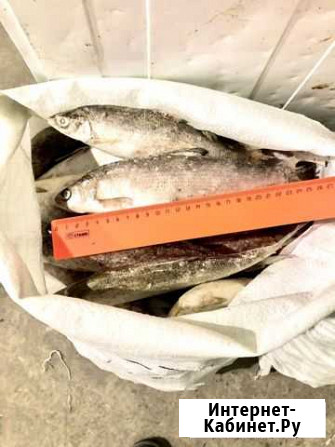 Продам Сырок Ханты-Мансийск - изображение 1