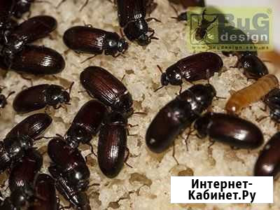 Жук знахарь Санкт-Петербург - изображение 1