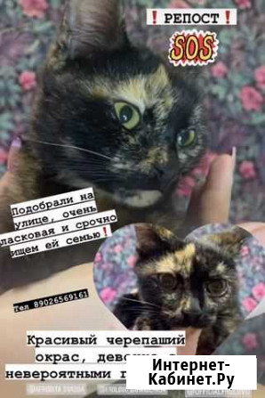 Кошечка в добрые руки Фролово - изображение 1